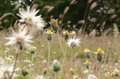 A generic picture of weeds with yellow and some blur in the foreground 