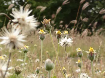A generic picture of weeds with yellow and some blur in the foreground