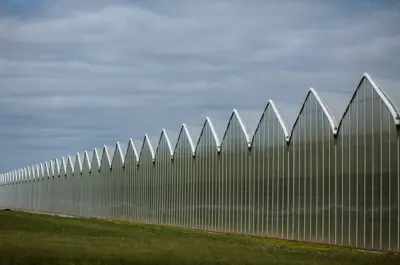 A side view of a greenhouse complex in Essex County